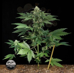 DINAFEM - Roadrunner Autoflowering