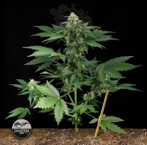 DINAFEM - Roadrunner Autoflowering