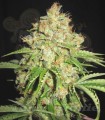 White Russian Auto