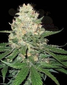 DNA GENETICS - Rocklock