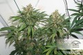 DUTCH PASSION - Master Kush