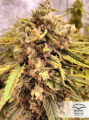 DUTCH PASSION - Auto Orange Bud®