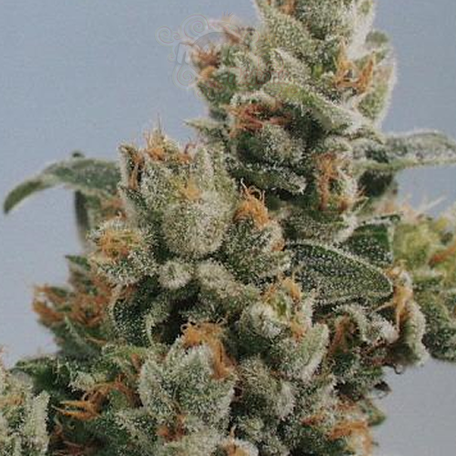 KC BRAINS - K.C. 36