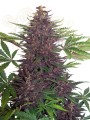 Purple Kush Auto