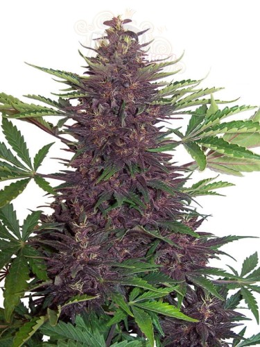 Purple Kush Auto
