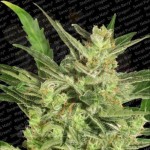 PARADISE SEEDS - Automaria II