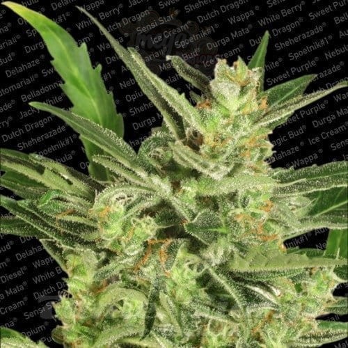 PARADISE SEEDS - Automaria II