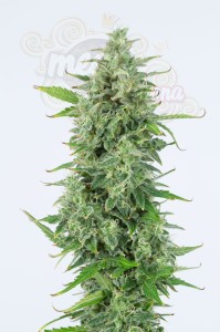 DINAFEM - OG Kush Auto