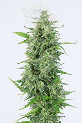 DINAFEM - OG Kush Auto