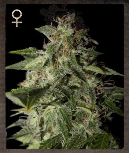 STRAIN HUNTERS - Afgooey