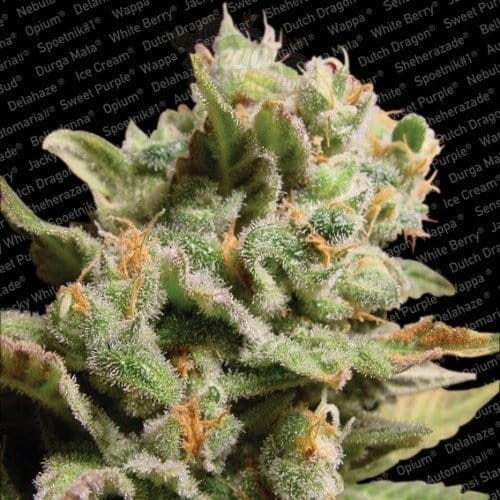 PARADISE SEEDS - Dutch Dragon