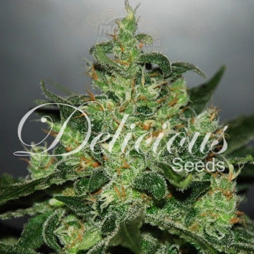 DELICOUS SEEDS - Critical Jack Herer Auto