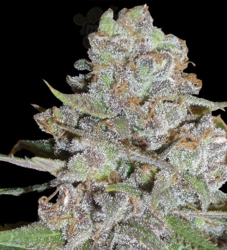 DELICOUS SEEDS - La Diva