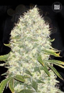BULK SEED BANK - White Widow