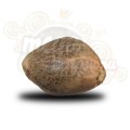 ROYAL QUEEN SEEDS - Royal Bluematic Automatic