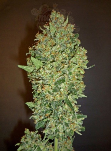 00 SEEDS BANK - Cheese Berry