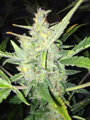 FEMALESEEDS - White Widow x Big Bud Auto