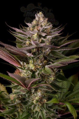 DINAFEM - Blue Kush