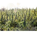 PARADISE SEEDS - Delahaze