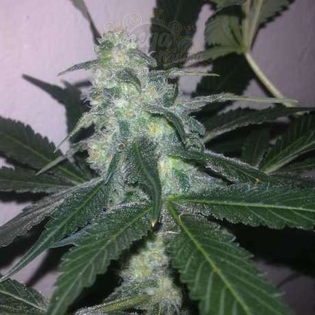 NIRVANA - Swiss Cheese Auto