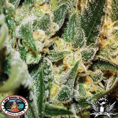 BIG BUDDHA SEEDS - Silver Cheese