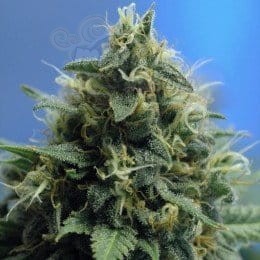 NIRVANA - New York Power Diesel