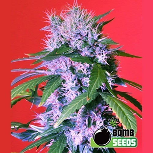 BOMB SEEDS - Berry Bomb