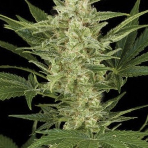AMARANTA SEEDS - Birrie Jack Auto
