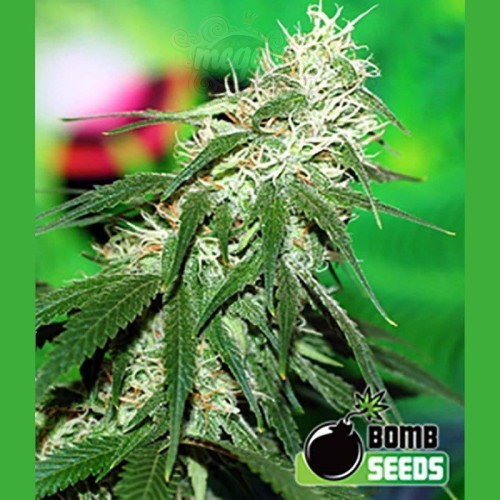 BOMB SEEDS - Buzz Bomb