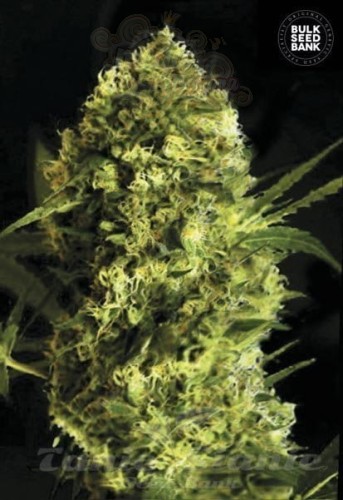 BULK SEED BANK - Auto Devil's Kiss