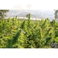 PARADISE SEEDS - Delahaze