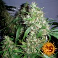 BARNEY'S FARM - Critical Kush Auto