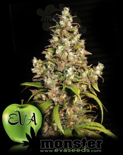 EVA SEEDS - Monster
