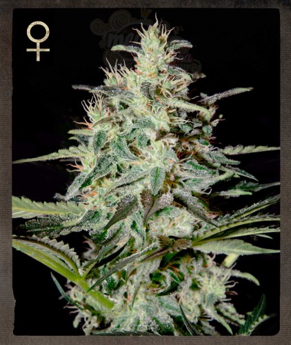 STRAIN HUNTERS - White Lemon