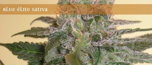 ELITE SEEDS - Blue Elite Indica