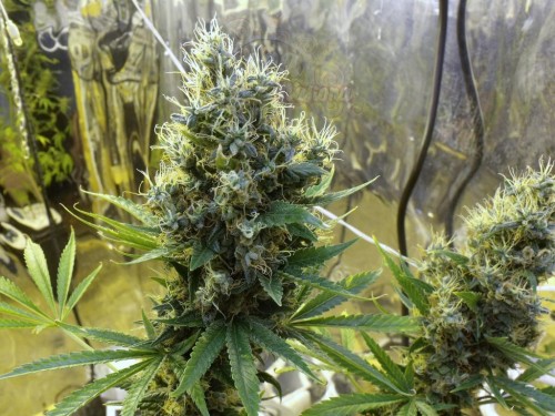 Sour Diesel Auto
