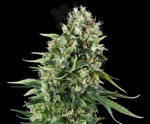 Power Plant