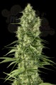 DINAFEM - Santa Sativa
