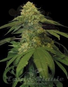 DNA GENETICS - Holy Grail Kush