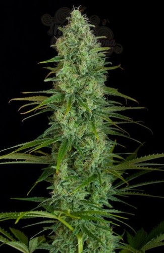 Critical Jack