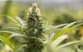 Jack Herer