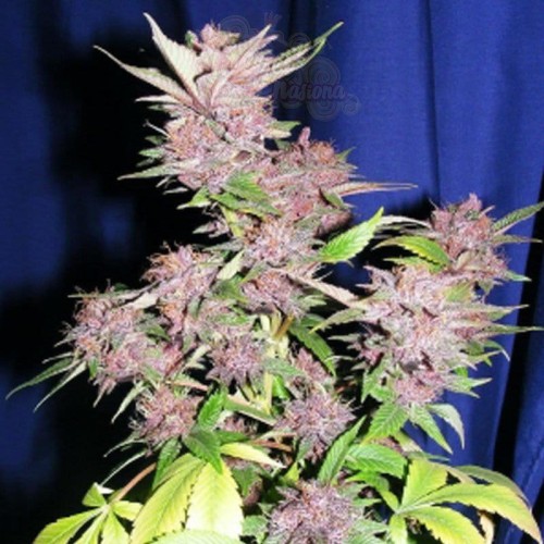 CANNABIOGEN - Sandstorm