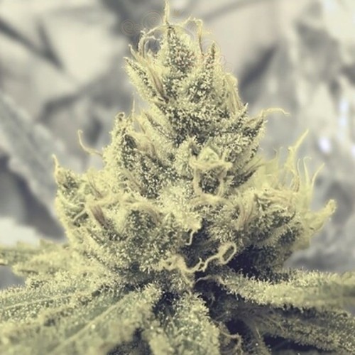 MEDICAL SEEDS - Y Griega