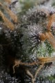 DINAFEM - Bubba Kush CBD