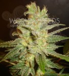 WORLD OF SEEDS - Northern Light X Big Bud