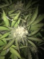 RIPPER SEEDS - Sideral