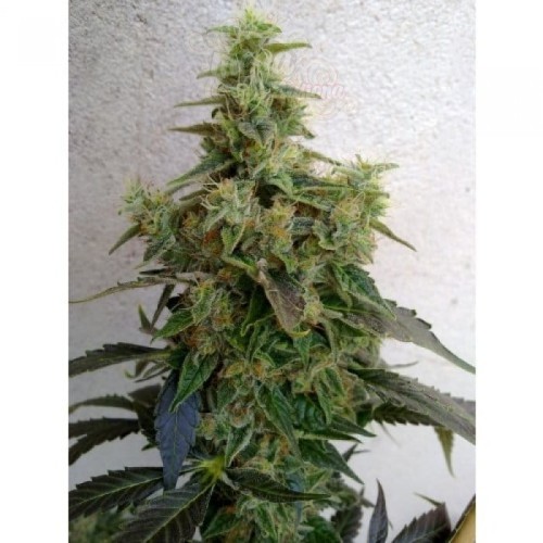 RESIN SEEDS - Dieseltonic