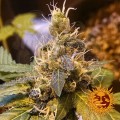 BARNEY’S FARM - Pineapple Express Auto