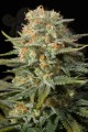 DINAFEM - Amnesia CBD