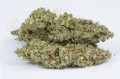 DINAFEM - OG Kush Auto